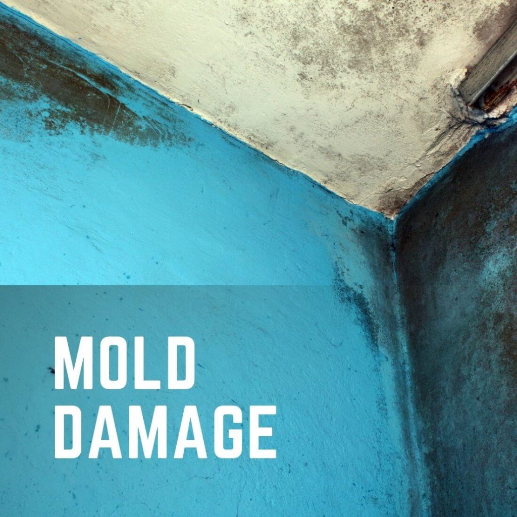 Arlington Virginia Based Mold Damage Remediation Services